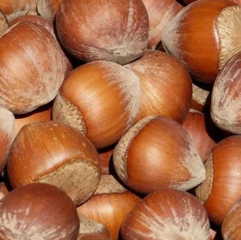 ALUN TONDA DI GIFFONI