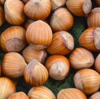 ALUN TONDA GENTILE ROMANA