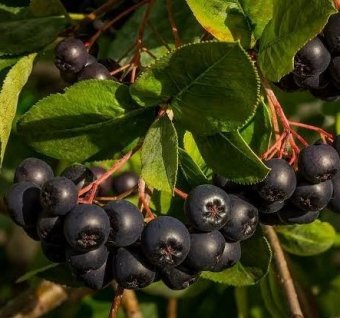 ARONIA NERO