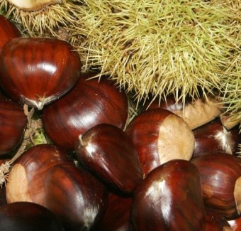 CASTAN MELIVOIAS(VOLOU)