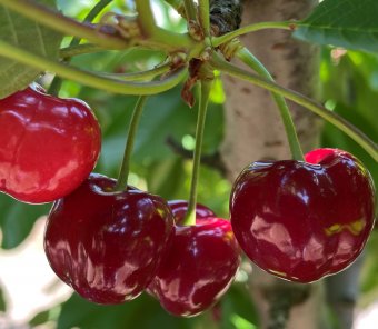 Cires BIGARREAU BURLAT