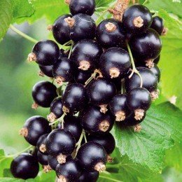 Coacaz negru TITANIA