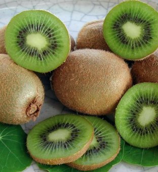 KIWI HAYWARD-femela