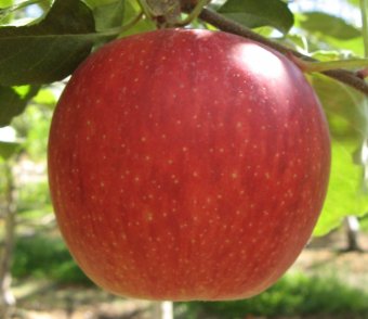 Mar RED GALA PRINCE 10buc M9