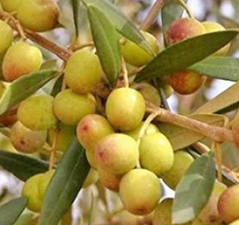 Maslin ARBEQUINA