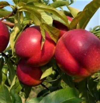 Nectarin CRIMSONGOLD