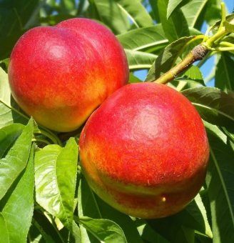 Nectarin RED GOLD