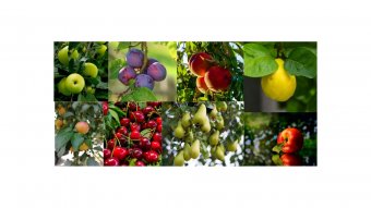 Pachet Livada Mixtă Mai–Octombrie -15 pomi fructiferi