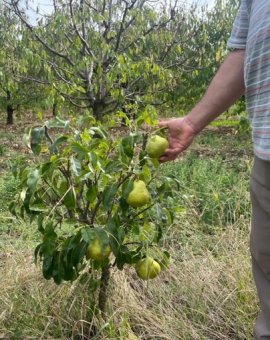 Par dwarf UNTOASA OBELISC