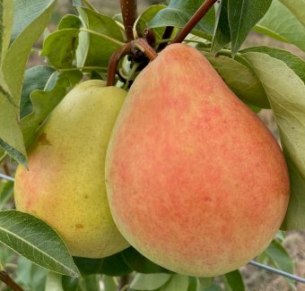 Par SANTA MARIA/Franc