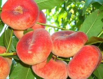 Piersic FILIP (Turtit)