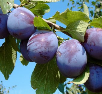 Prun ANNA SPATH/       Mirobolan/An II