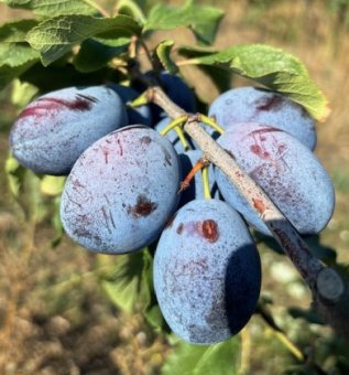 Prun CENTENAR/     Mirobolan/An II