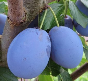 Prun HAROMA/     Mirobolan/An II