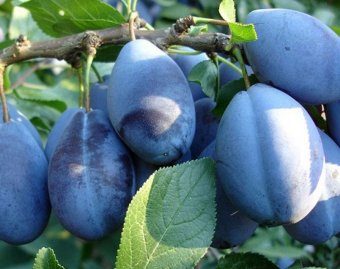 Prun STANLEY/      Mirobolan/ An II