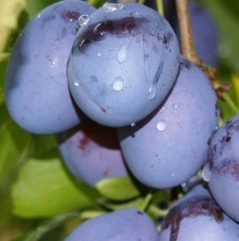 Prun TOP FIRST/       Mirobolan/An II