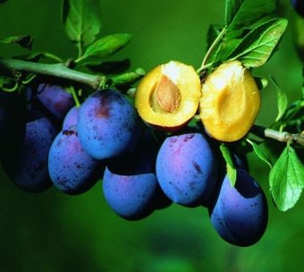 Prun TOP FIVE