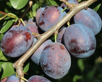 PrunTOP TASTE/Mirobolan/An II