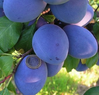 Prun TOPHIT/St. JulienA/An II