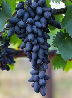 Vita de vie BLACK MAGIC