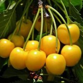 Cires galben DONISSEN