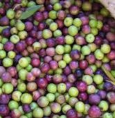 Maslin ARBEQUINA