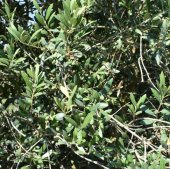 Maslin ARBEQUINA
