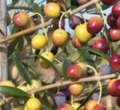 Maslin ARBEQUINA