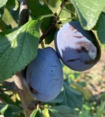 Prun JOGANTA/St.JulienA/An II