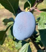 Prun JOGANTA/St.JulienA/An II