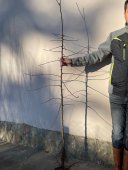 Prun TOPHIT/St. JulienA/An II