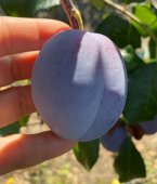 Prun TOPHIT/St. JulienA/An II