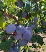 Prun TOPHIT/St. JulienA/An II