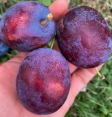 Prun TOPTASTE/St.JulienA/An II